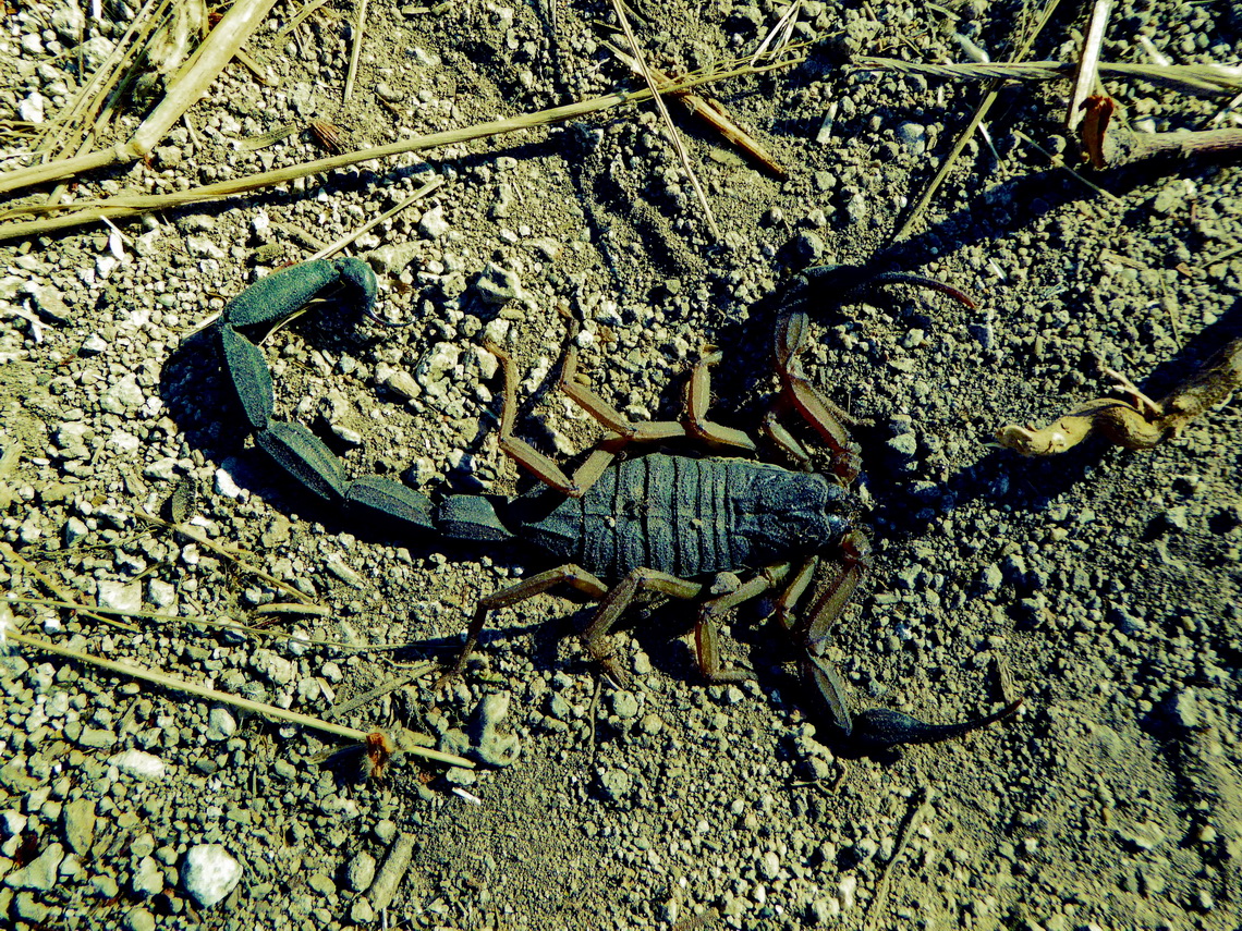 Scorpion in Hierve el Agua