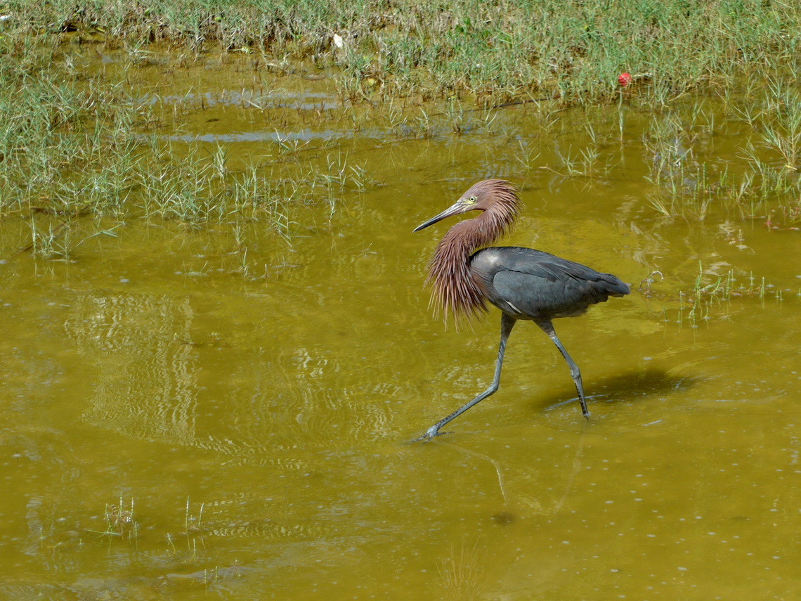 Heron close to Progreso on the road to Dzilam de Bravo