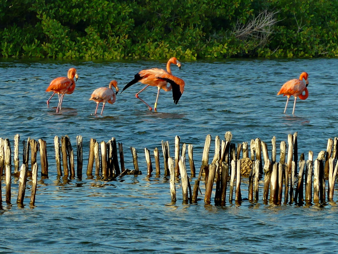 Flamingos between Progreso and Dzilam de Bravo