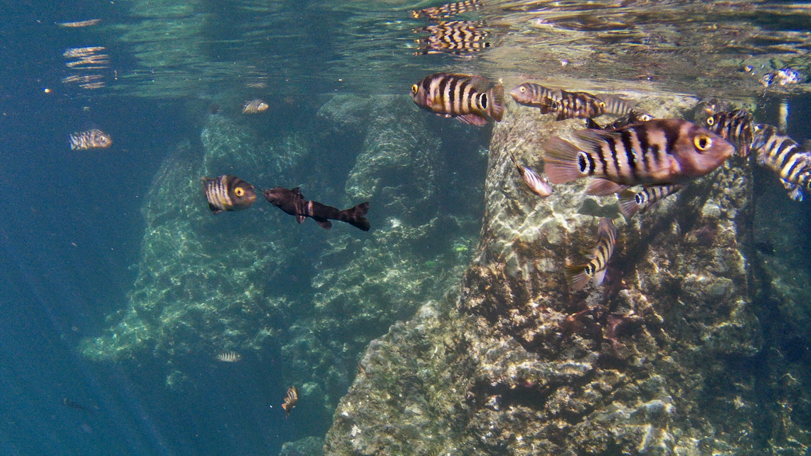 Colorful fish of Cenote Yokdzonot