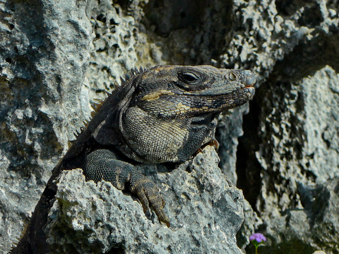 Iguana wondering about the many tourists in the ruins