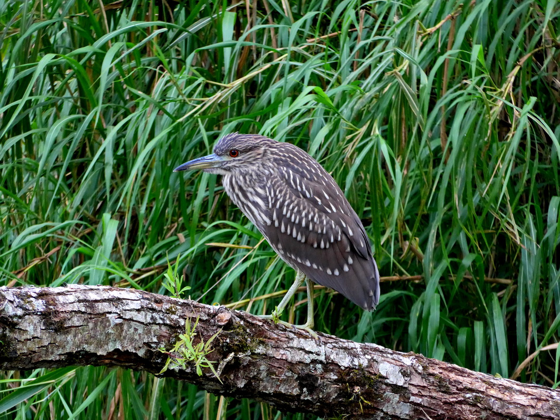 Young Bare-throated Tiger Heron