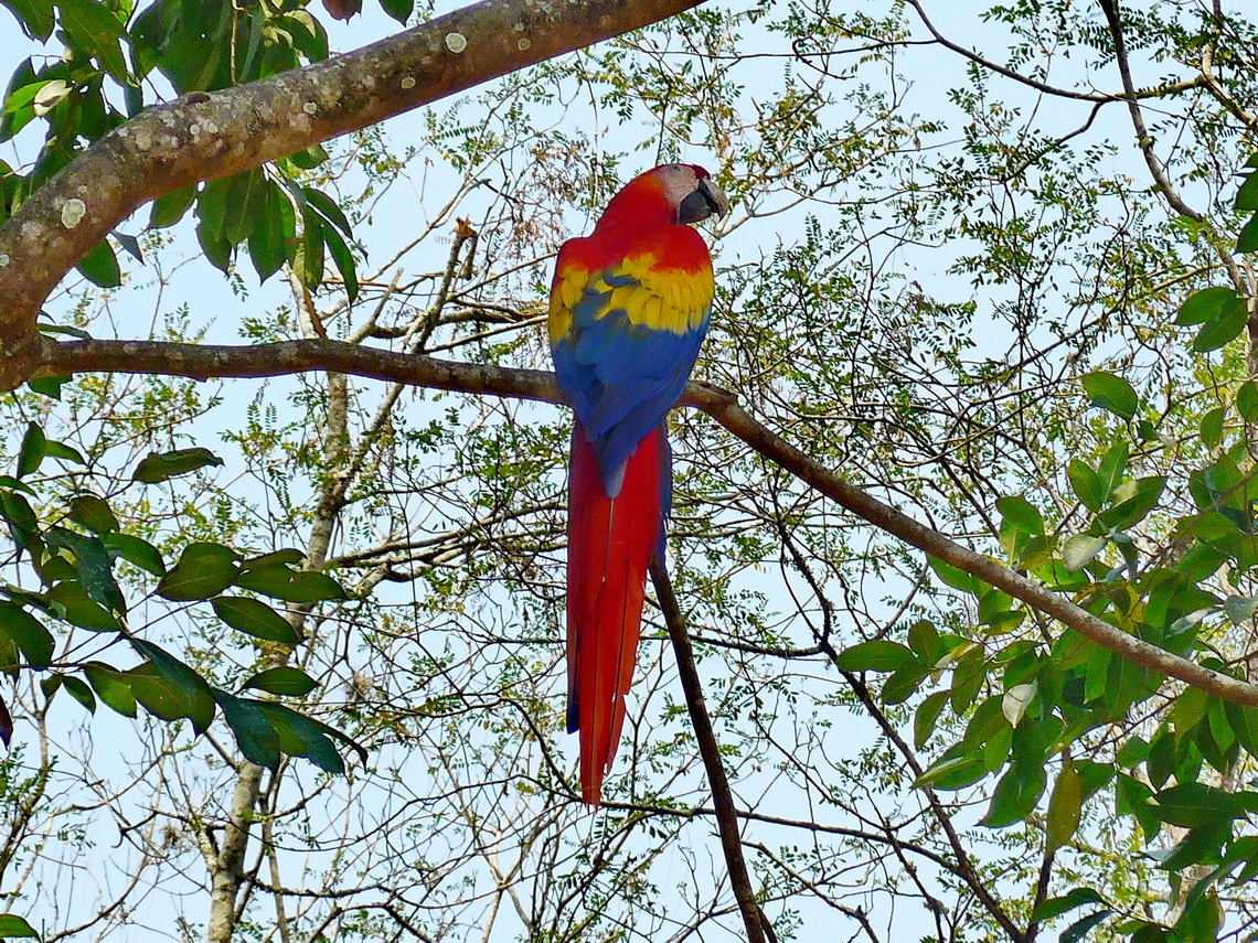There are living a lot of real Scarlet Macaws in Copan 
