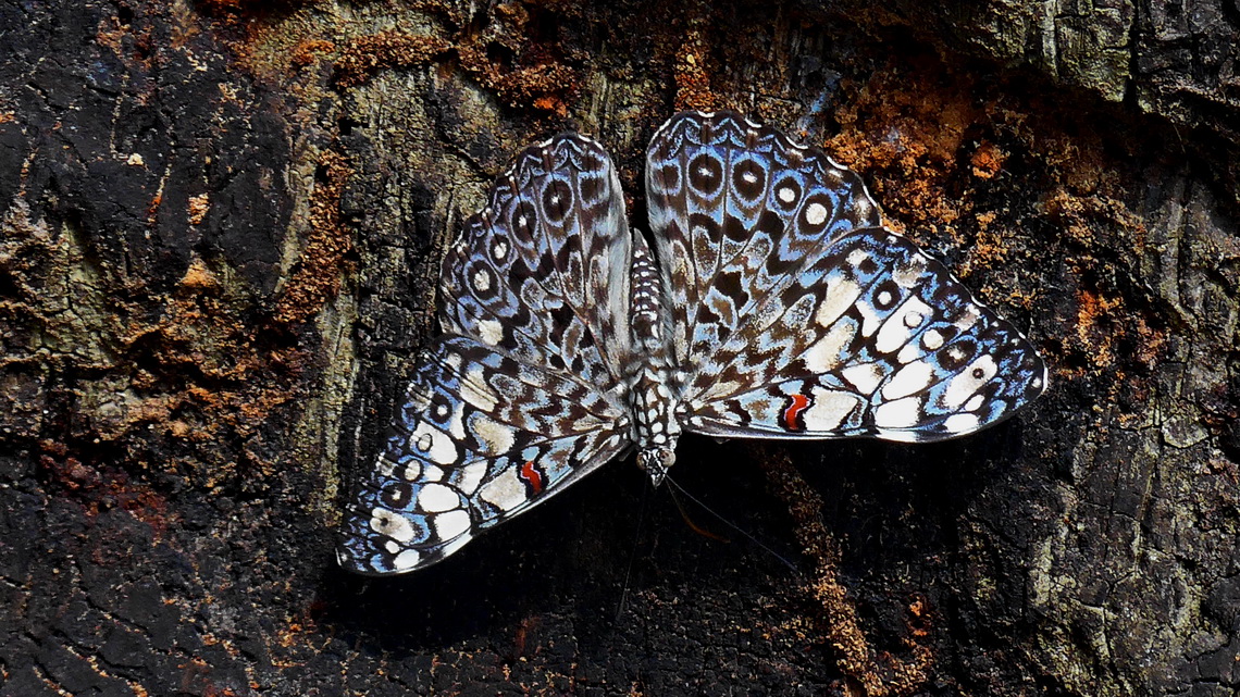 Butterfly in Gamboa