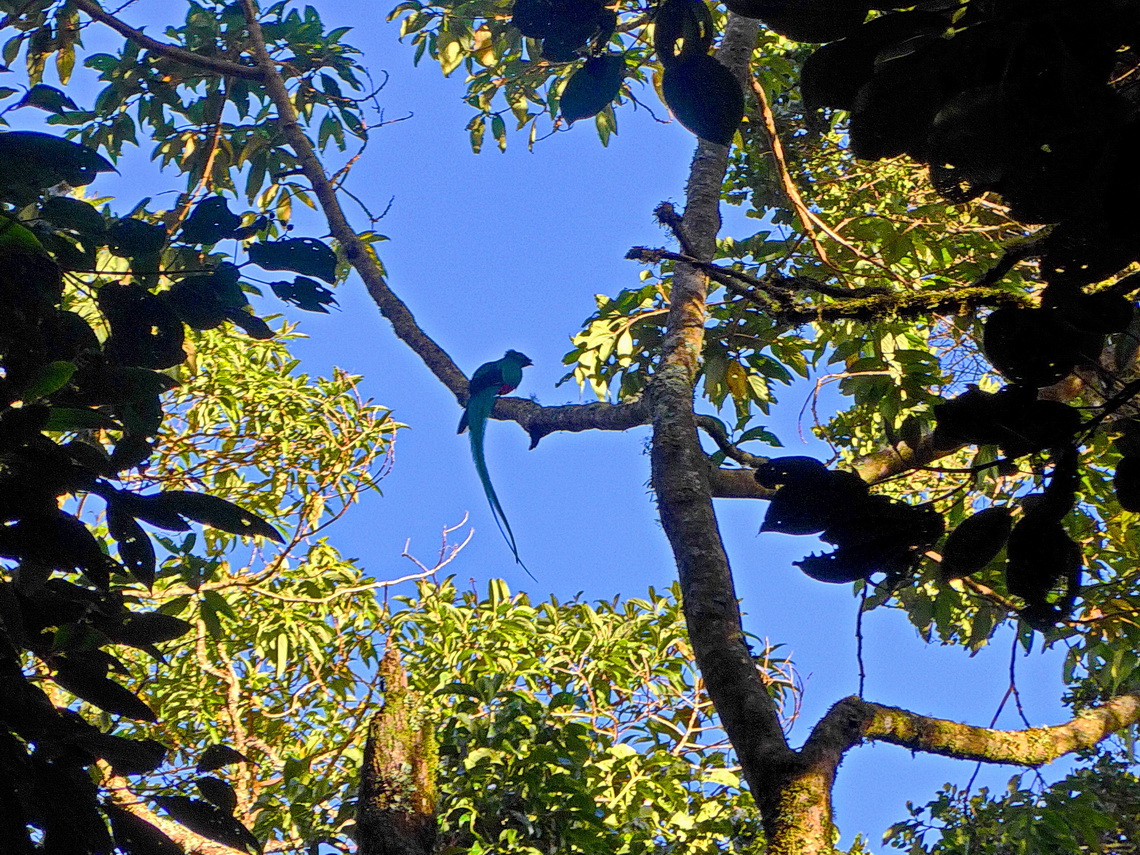 Quetzal in the dawn