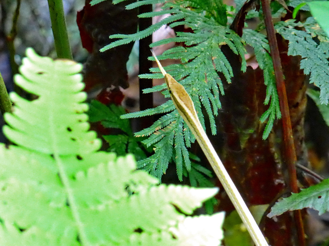 Brown-white snake of the rain forest