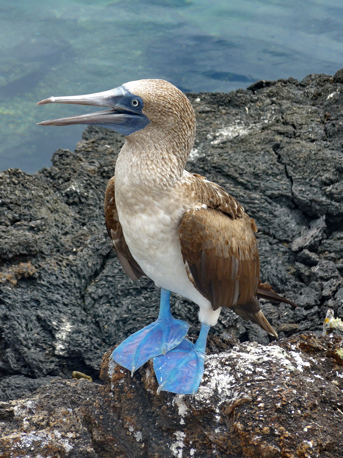 Blue-footed booby on Isla Isabela