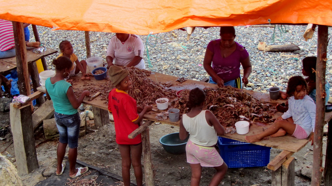 Picking Camarones - shrimps in Camarones