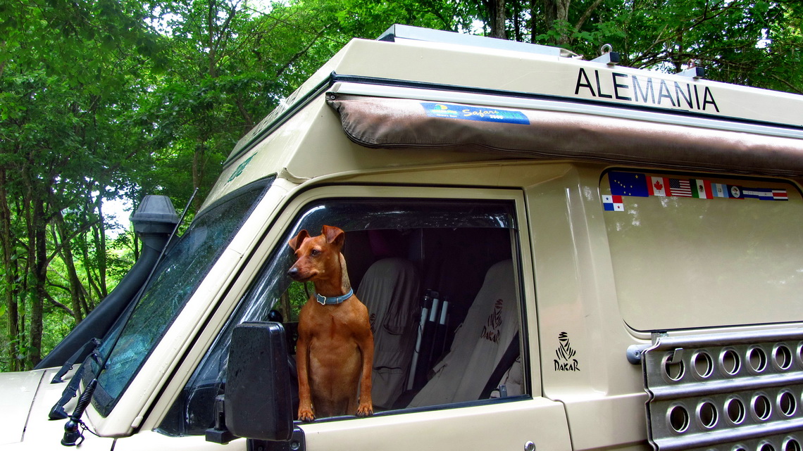 Viola's and Bernd's little dog Jack in their car