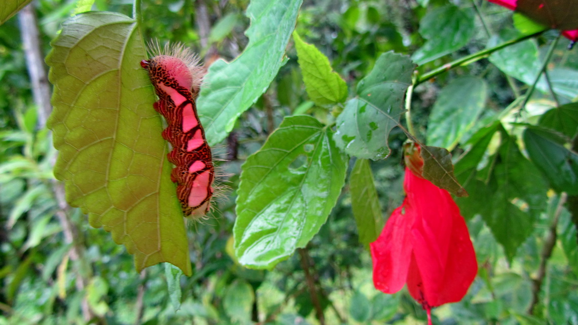 Pink caterpillar in Mindo