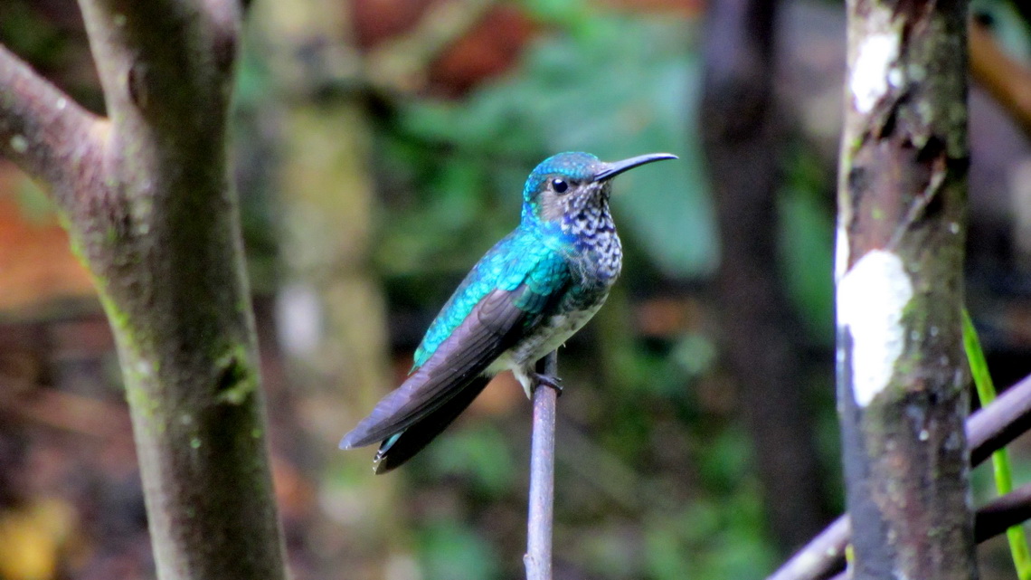 Glamorous cyan hummingbird