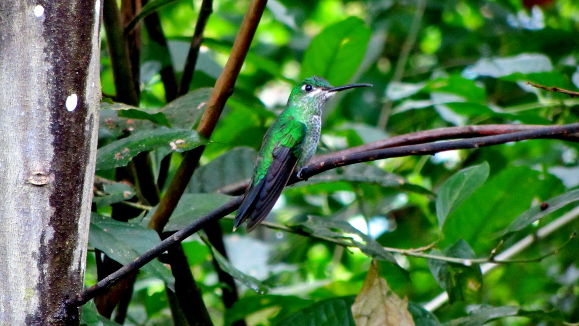 Green hummingbird