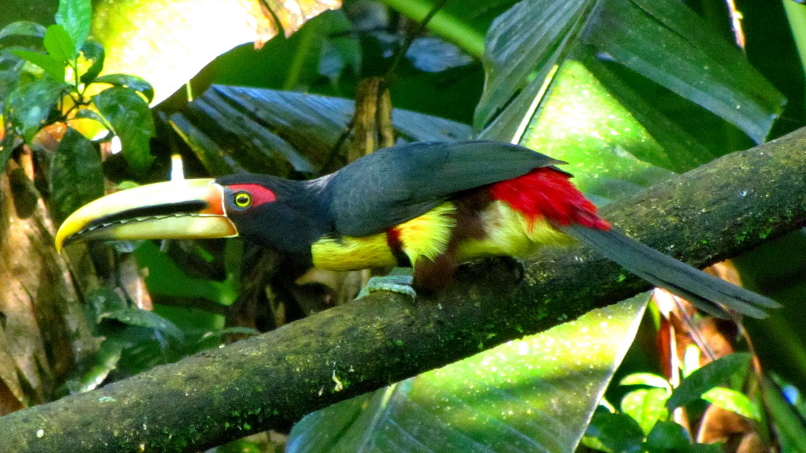 Black-red-yellow toucan