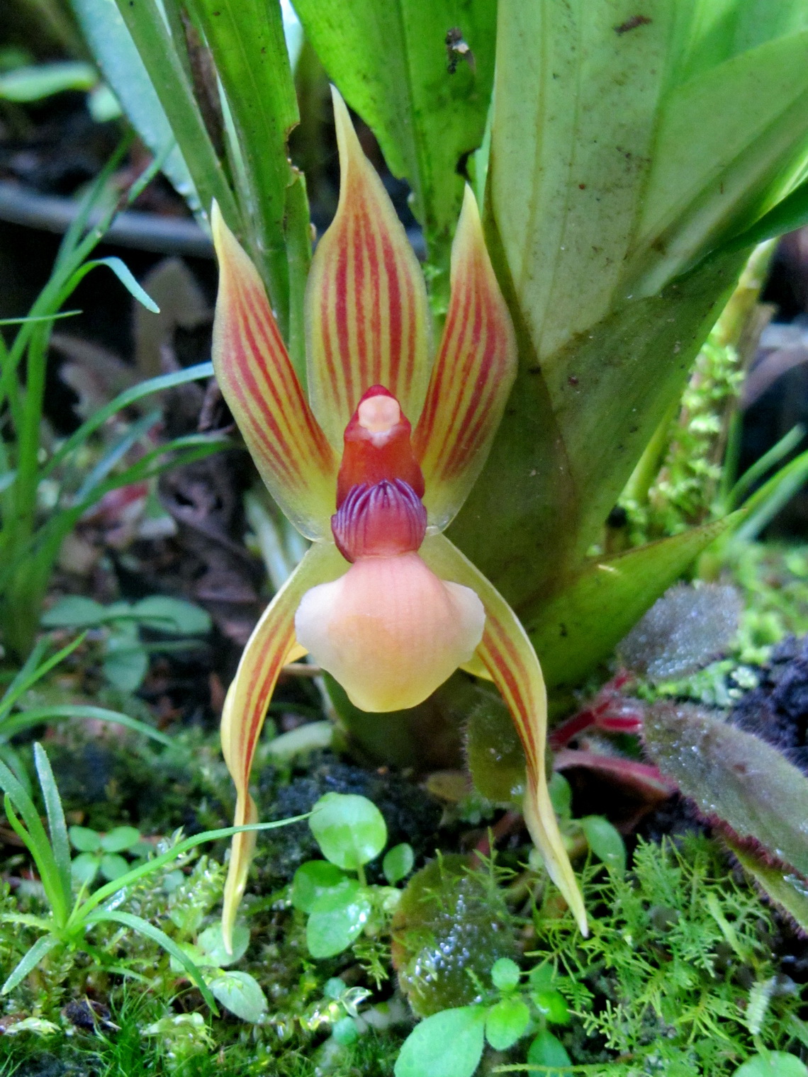 Purple-red-green flower of an orchid