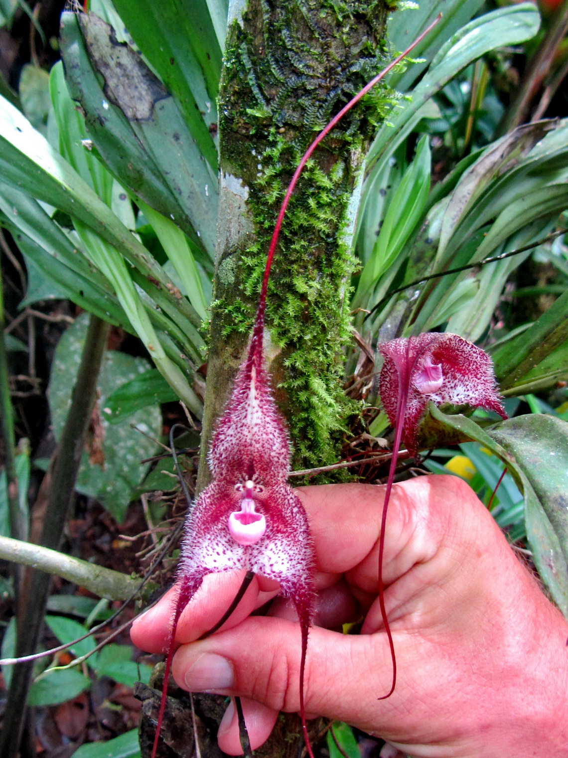 Purple face flower