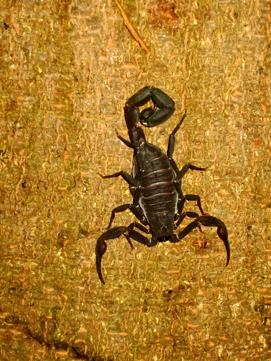Scorpion of the Amazon