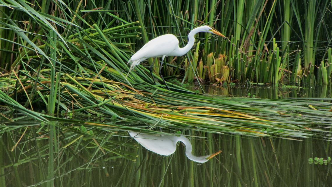 Heron on Laguna Yahuarcocha