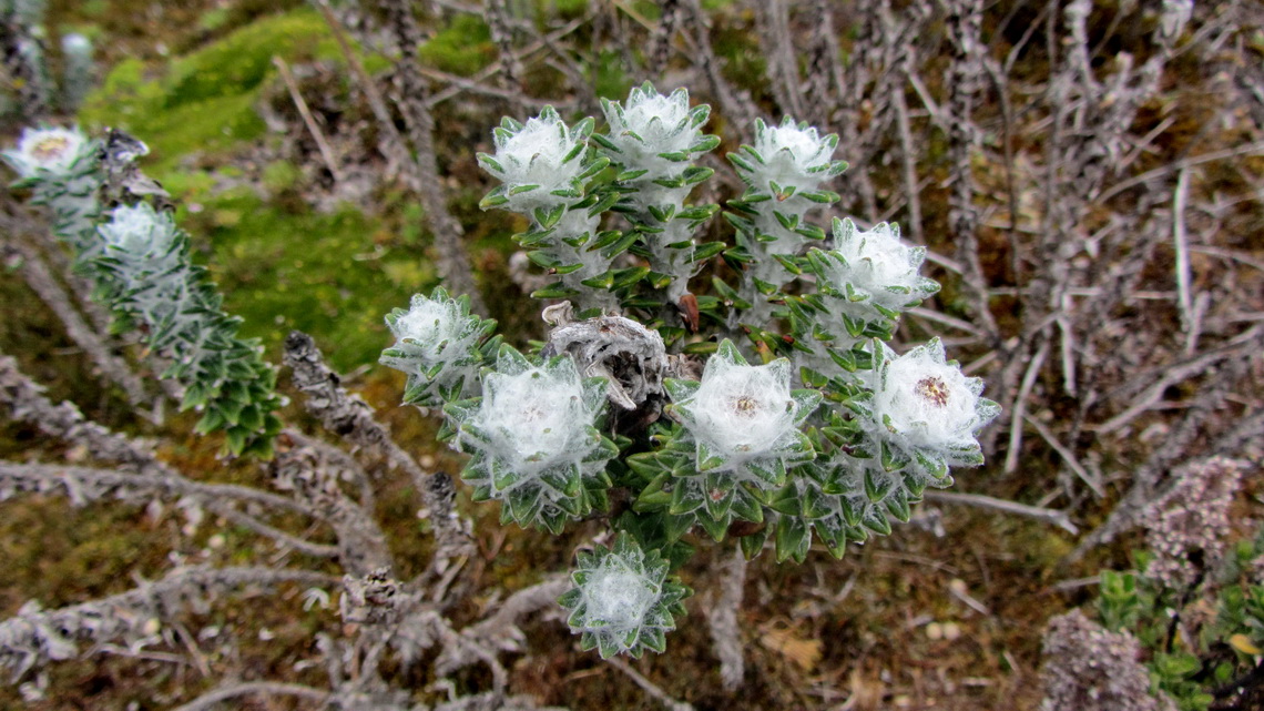 Flowers on the trail