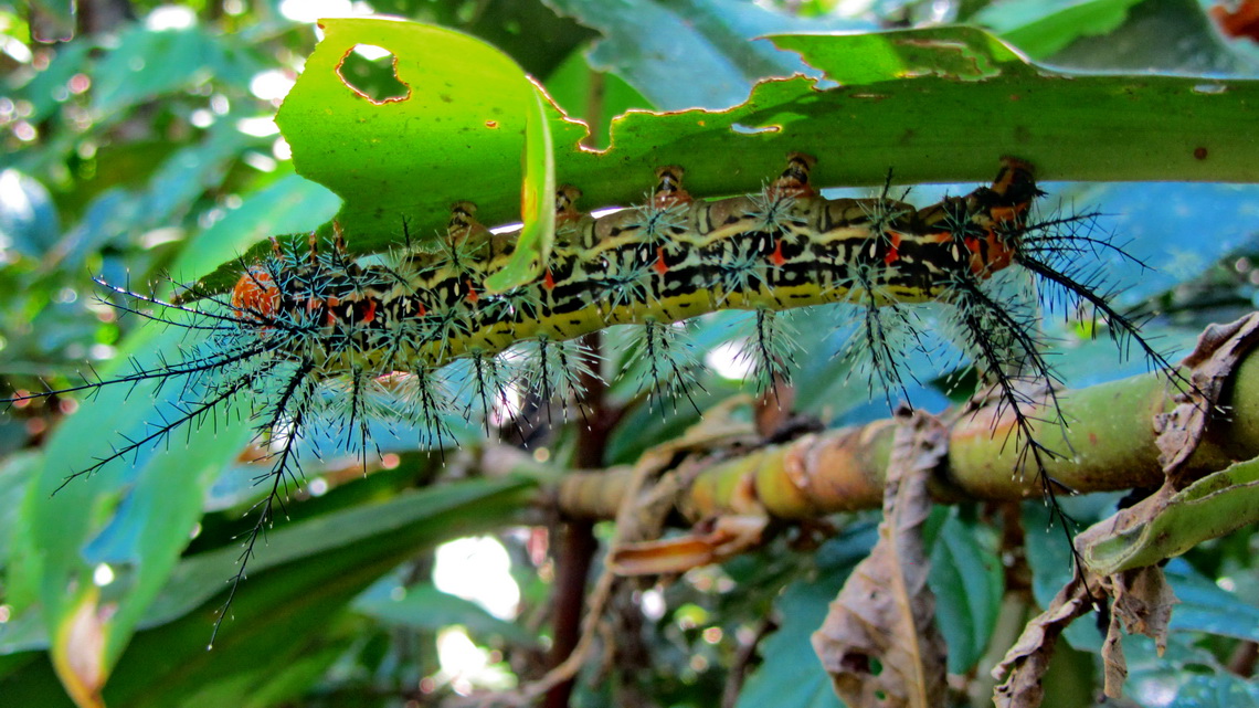 Huge caterpillar (approximately 10 cm long) on the path to the waterfalls