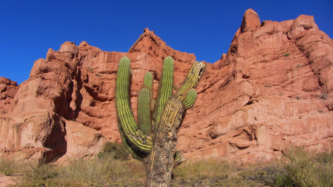 Huge cactus