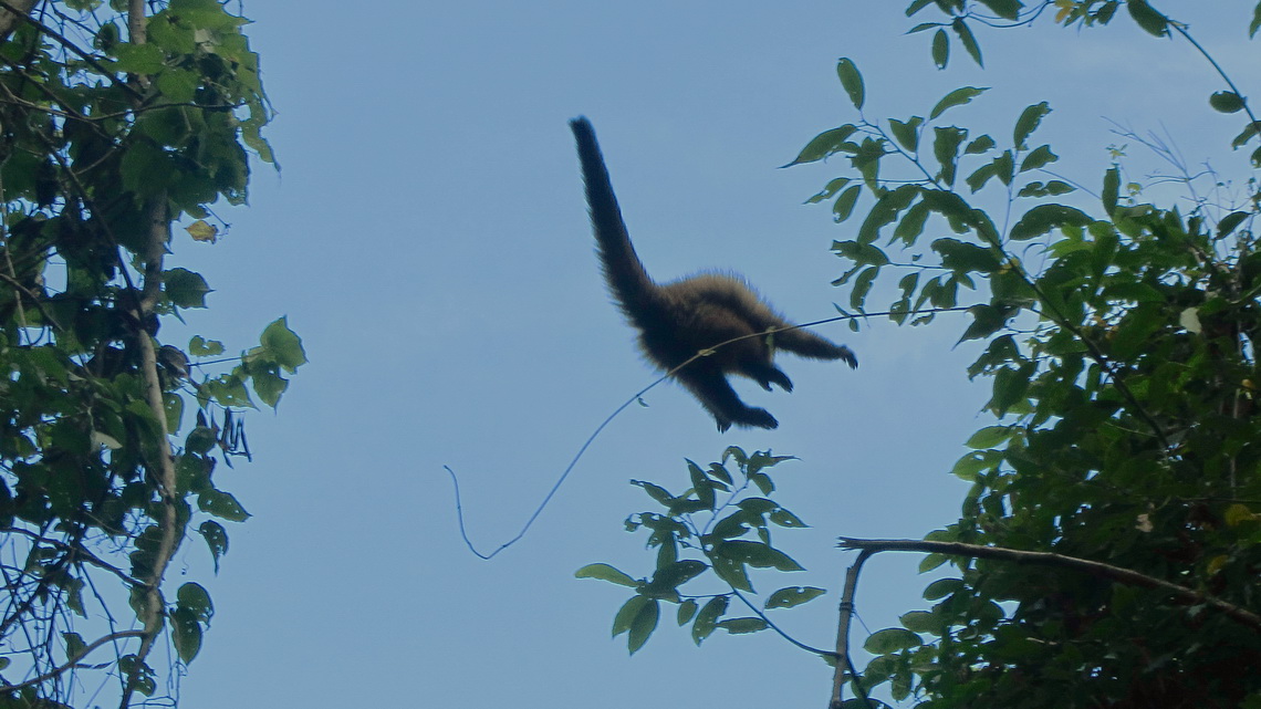 Flying monkey in the Parque Nacional Calilegua