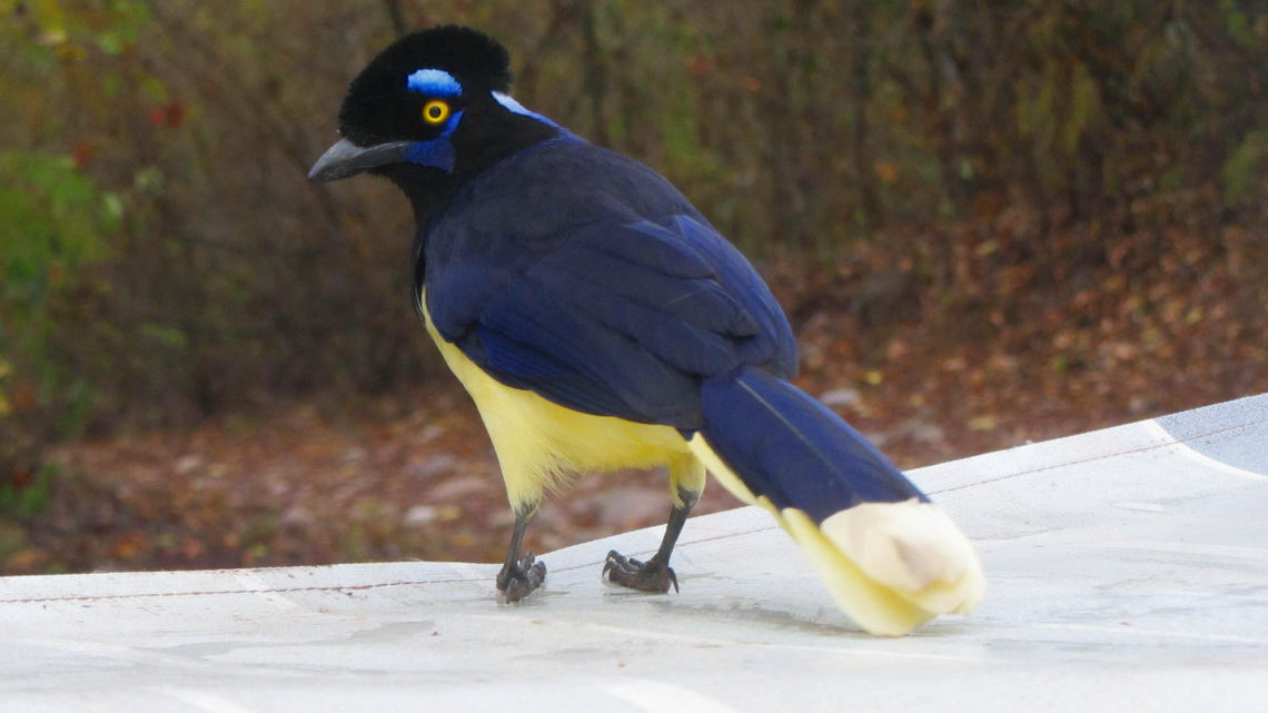 Smart bird Urraca on our marquee in the early morning