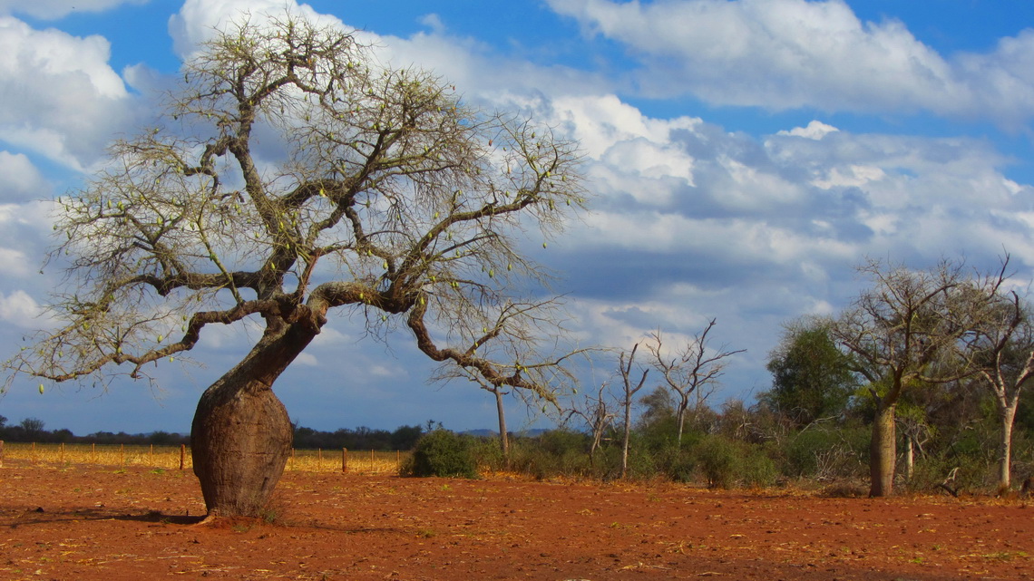 Tree bottle - Chorisia Insignis tree close to Las Lajitas between the National Parks Calilegua and El Rey