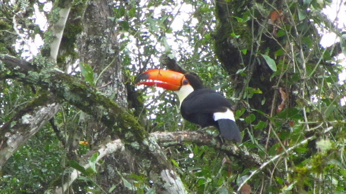 El Rey is famous for its Toucans