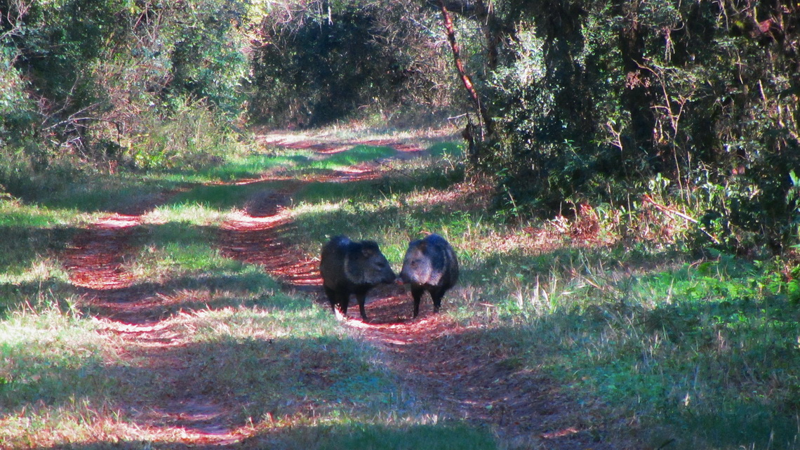 Kissing Peccaries