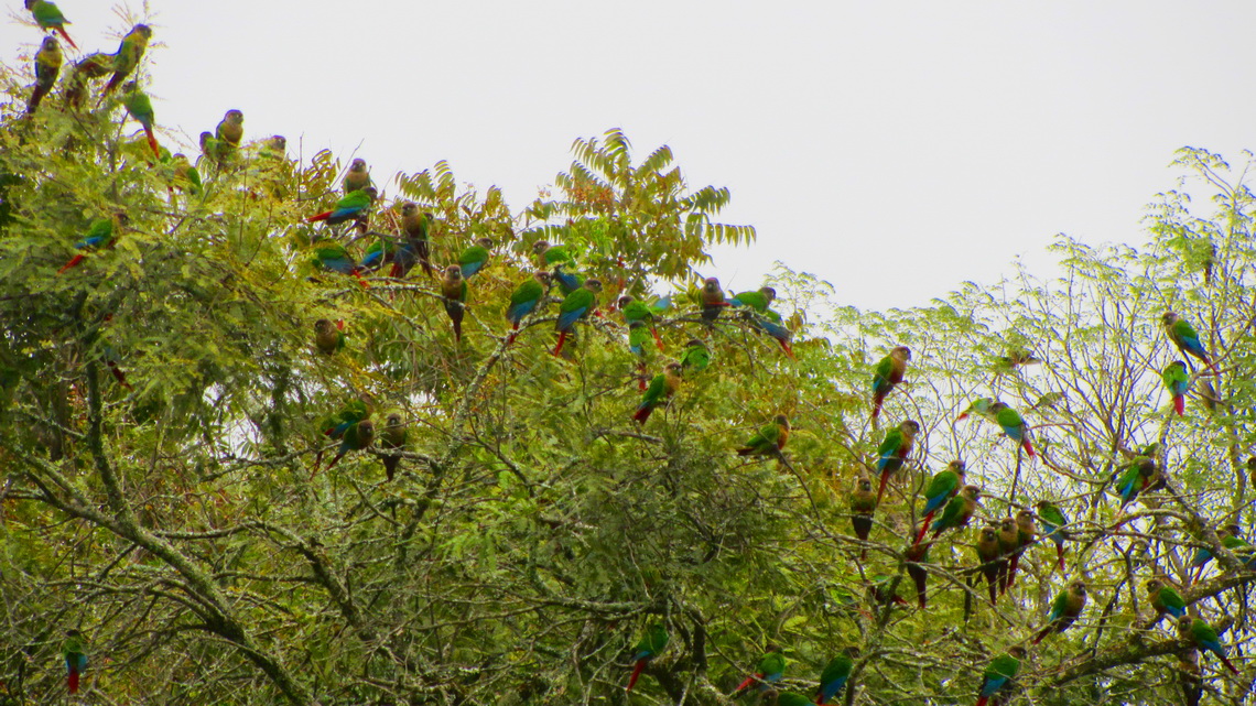 Colorful Parrots