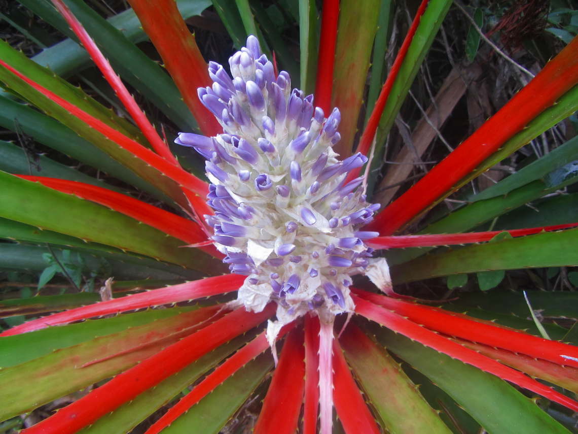 Flower in the Atlantic Rain Forest