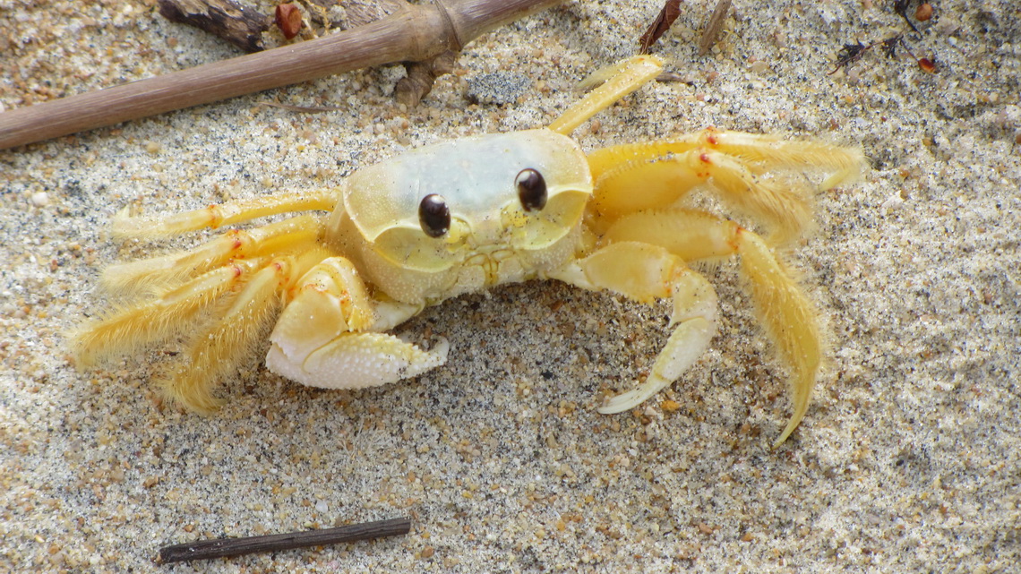 Crab an the beach Praia Triste