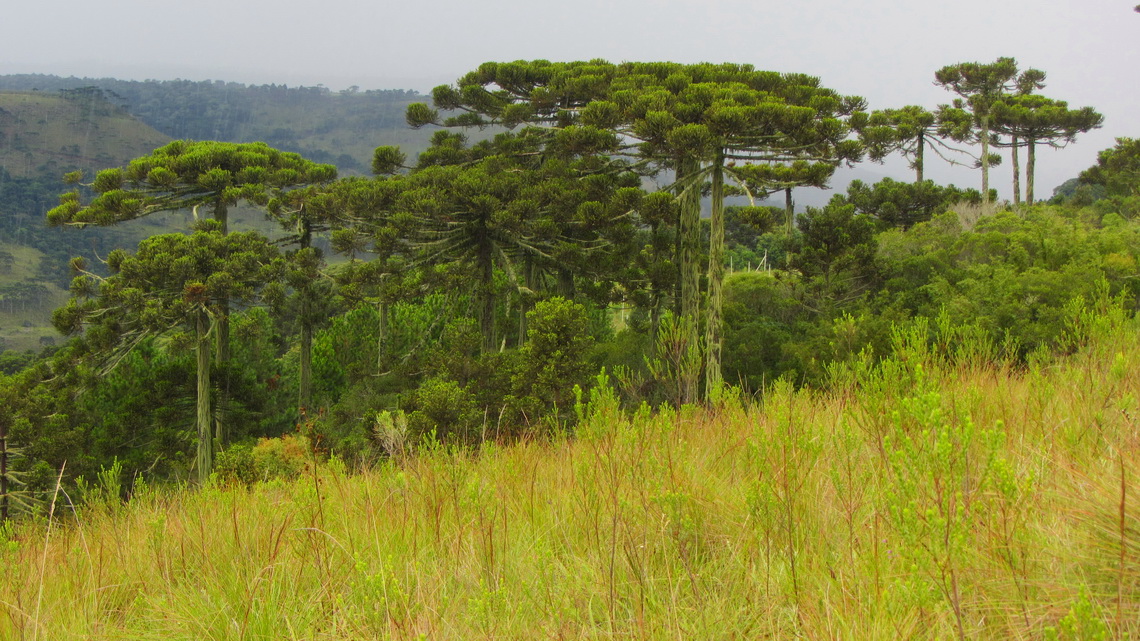Araucaria trees close to Sao Joaquim