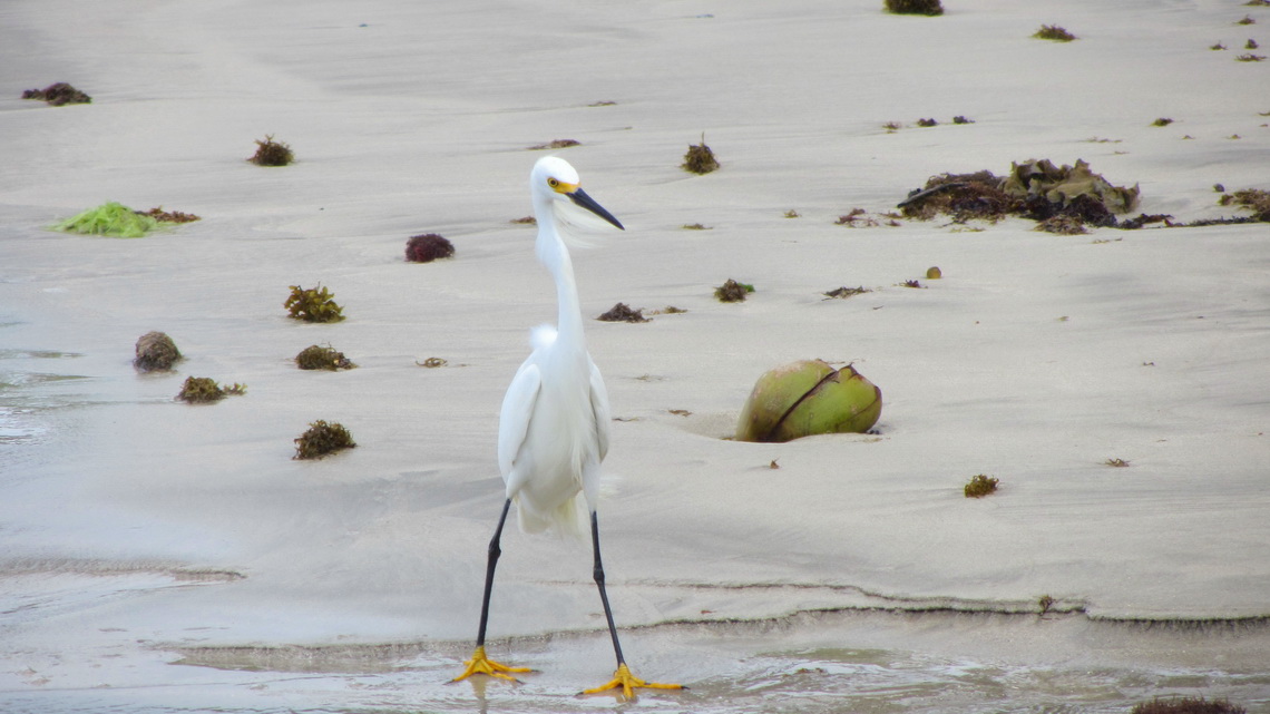 Beautiful bird on the way to the charmed beach - Praia do Encanto