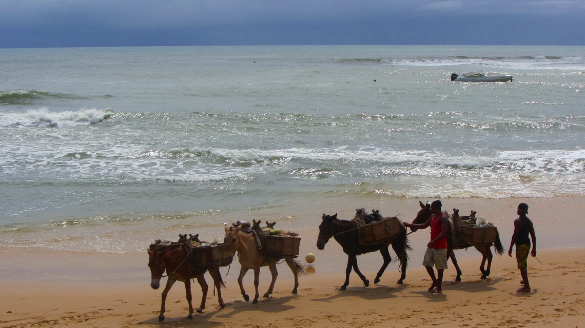 Donkeys on the first beach, the other means of transport in Morro de Sao Paulo