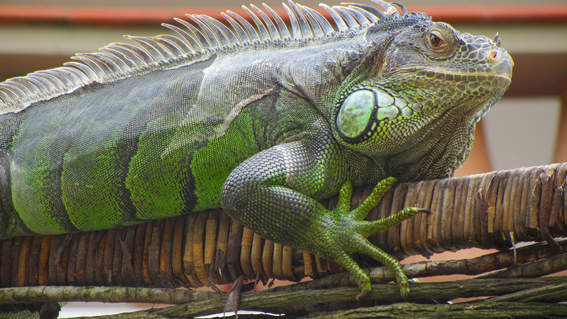 2 meters long Iguana on a palisade of a guest-house in Morro de Sao Paulo
