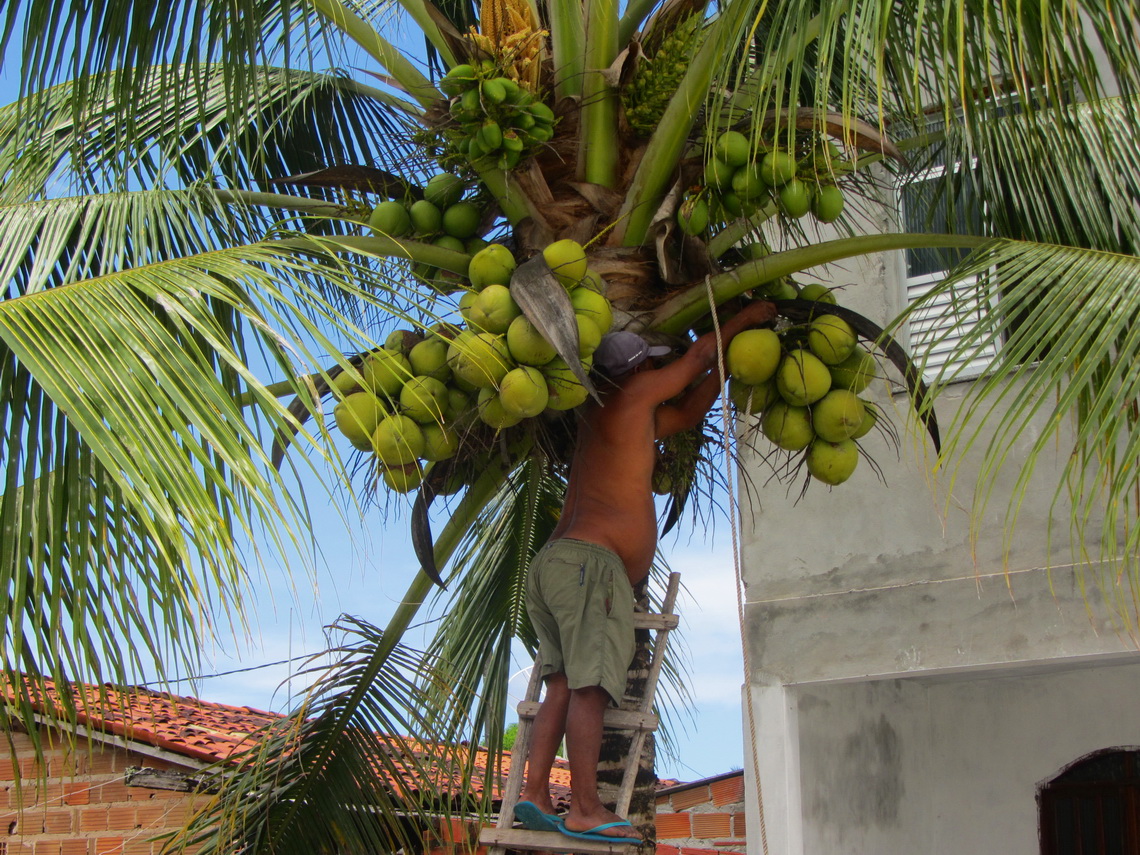 Harvesting green coconuts in Gamboa