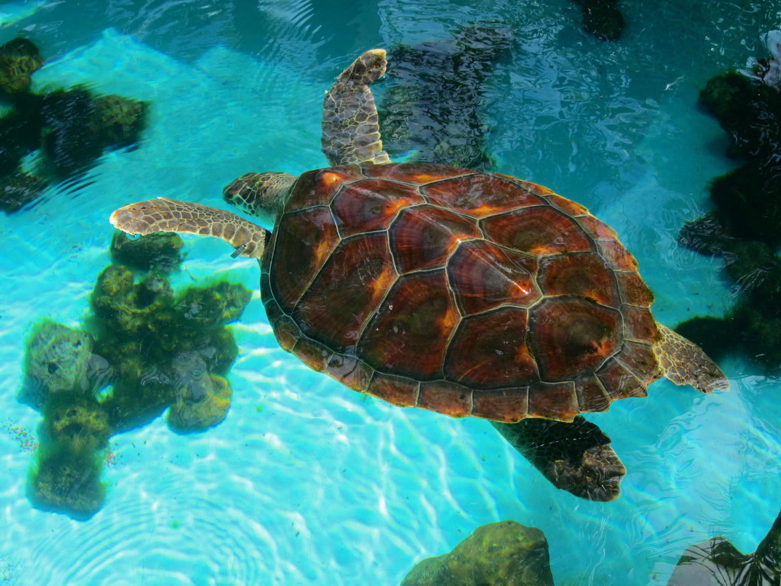 Swimming Hawksbill Turtle in a pool (weigth max. 100kg, length up to 0.9 meters)