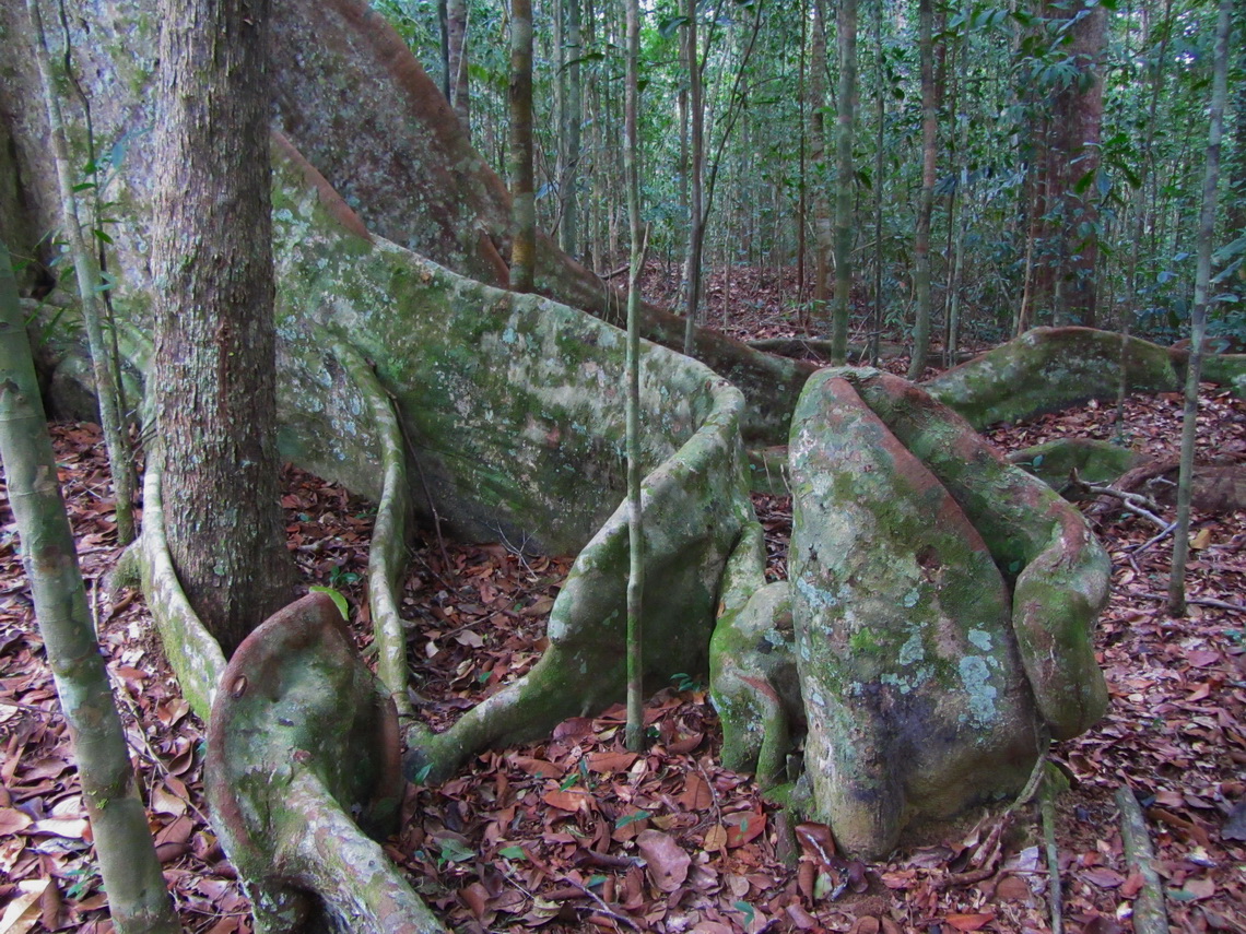 Huge tree roots in the Atlantic rain forest