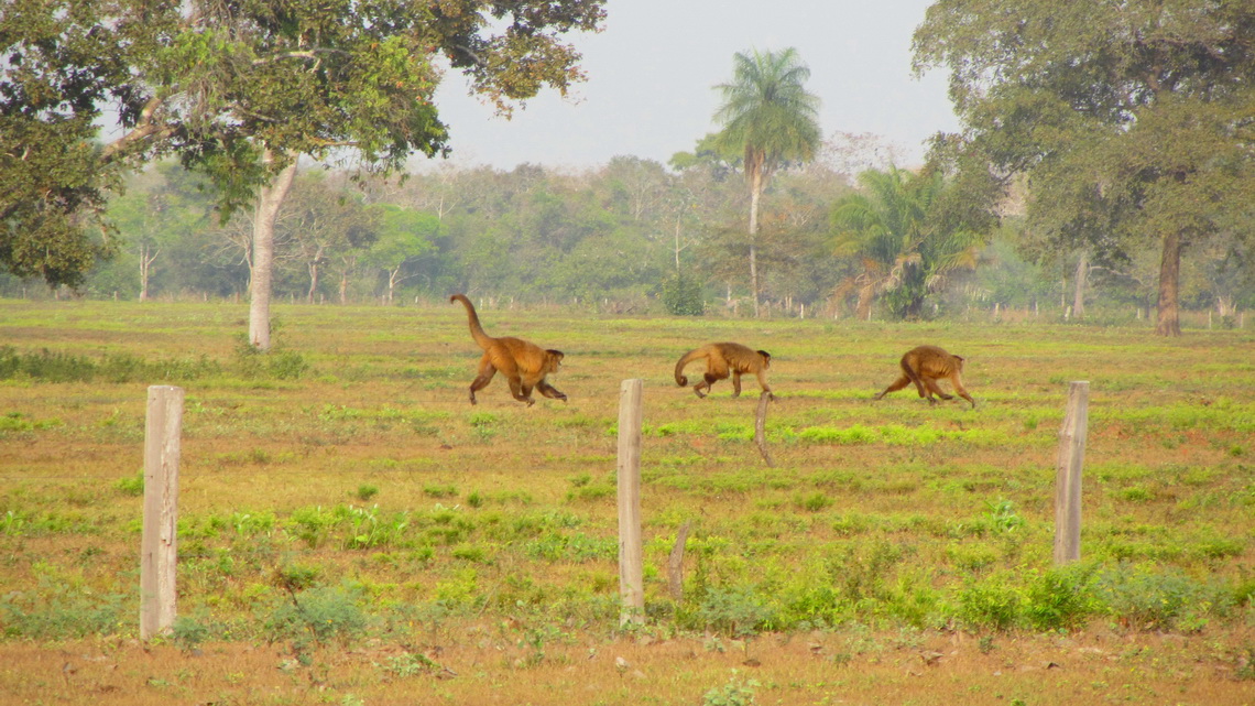 Monkeys balancing on the fence