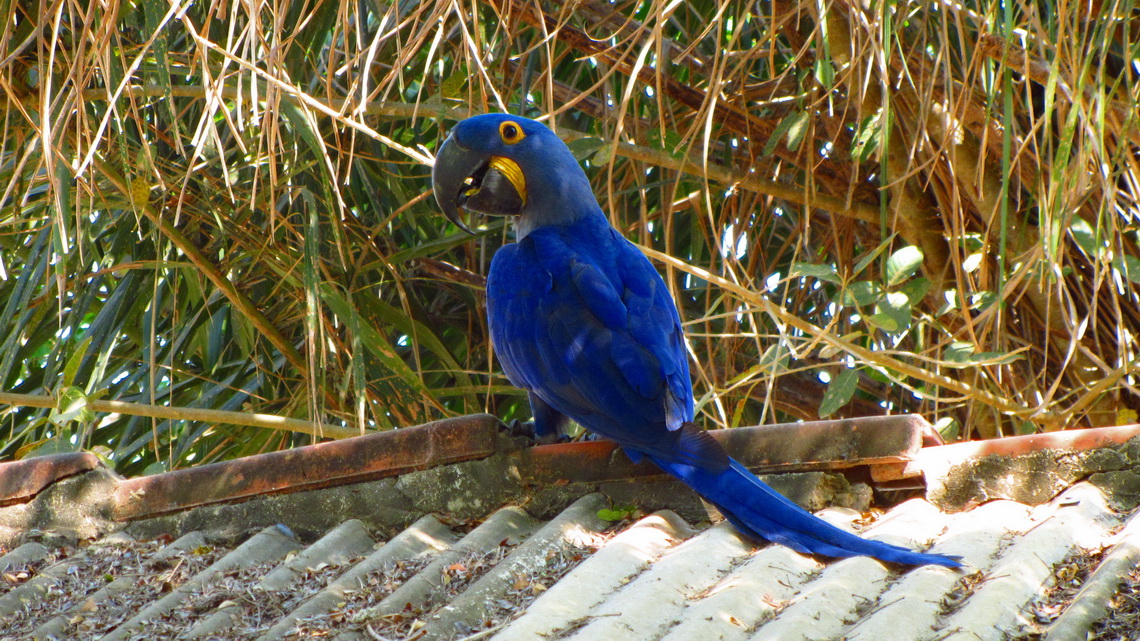 Blue Macaw watching us