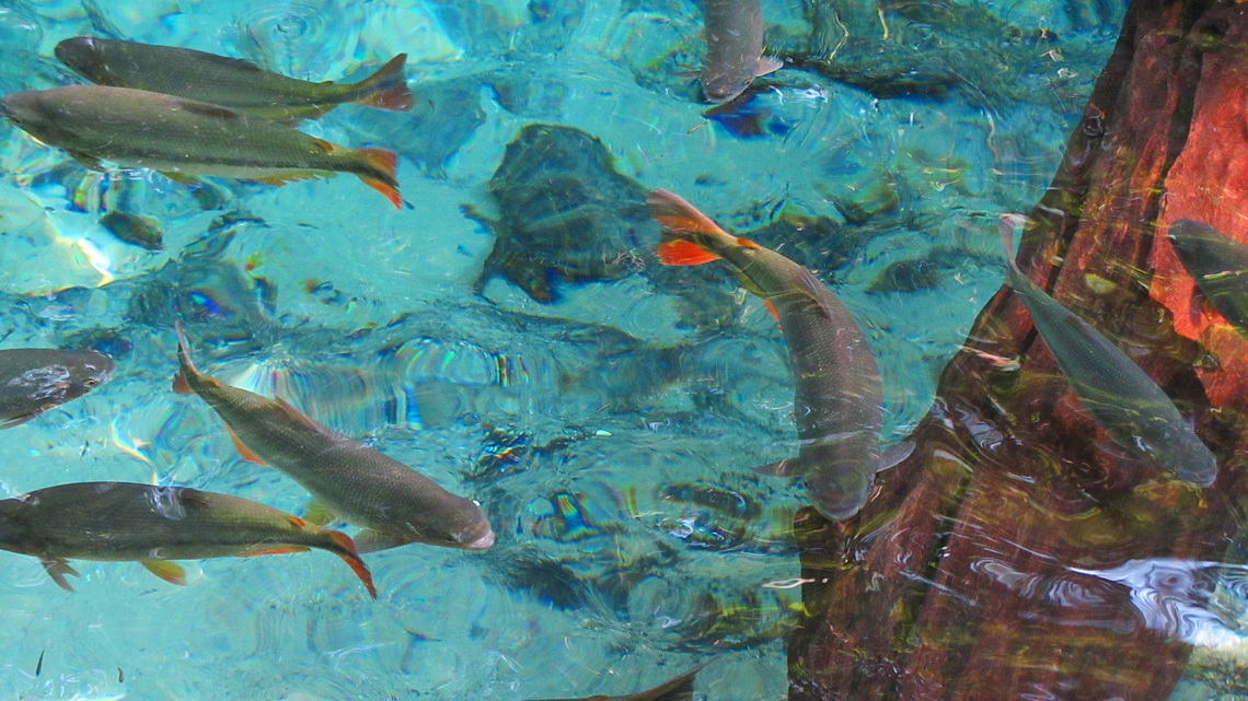 Colorful fishes