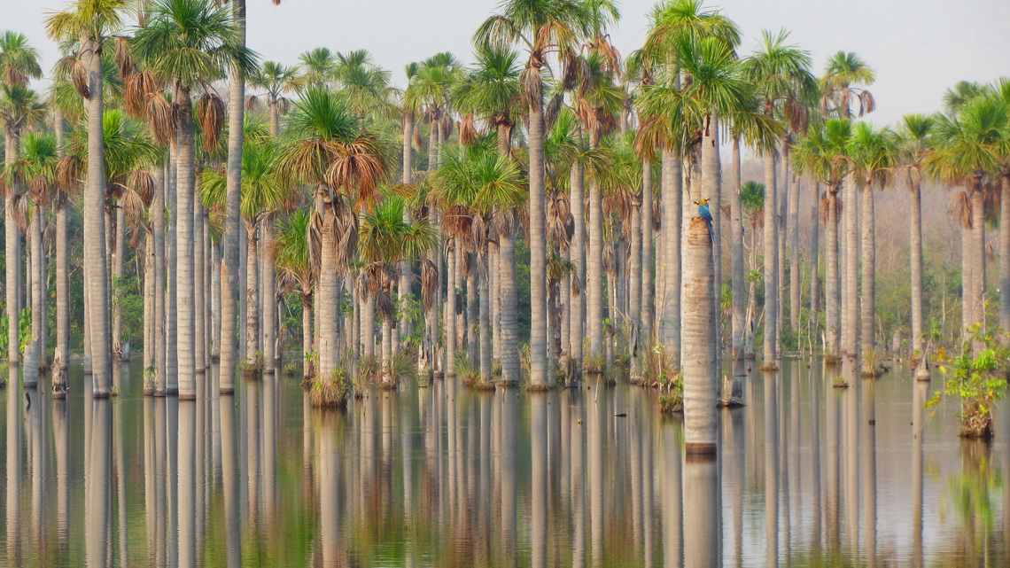 Lagoa das Araras with a pair of blue-yellow Macaws on a tree trunk