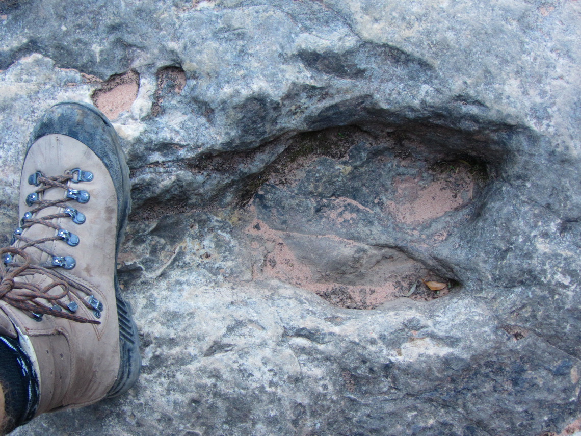 Huge footprint with large claws