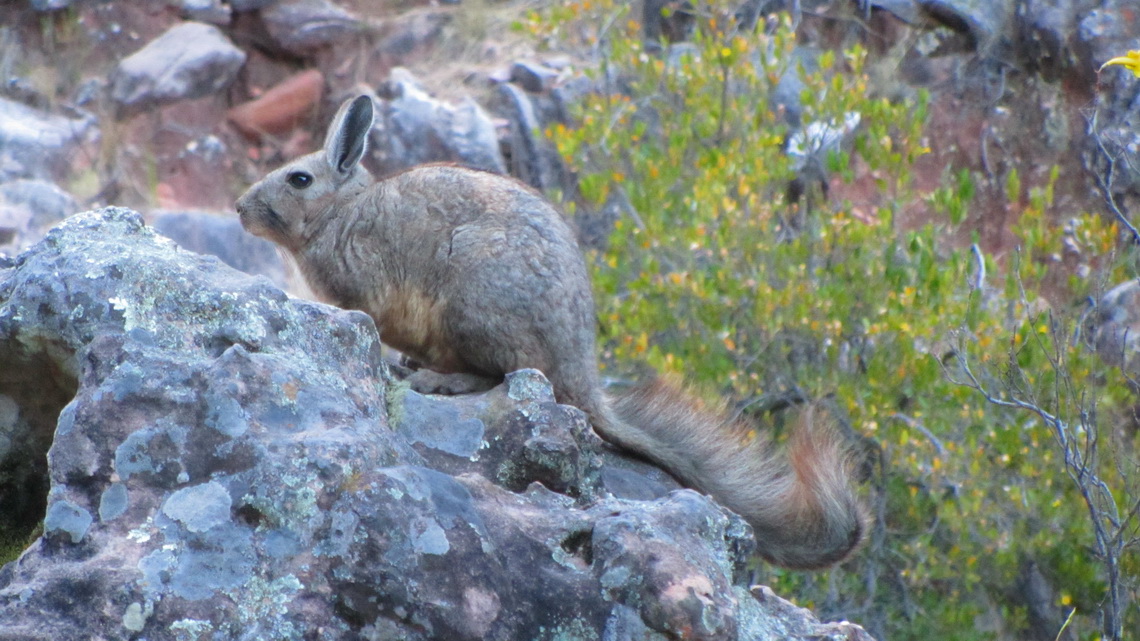 Vizcacha on the way to the cave