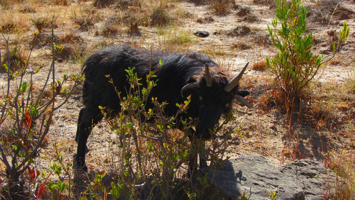 Goat with four horns