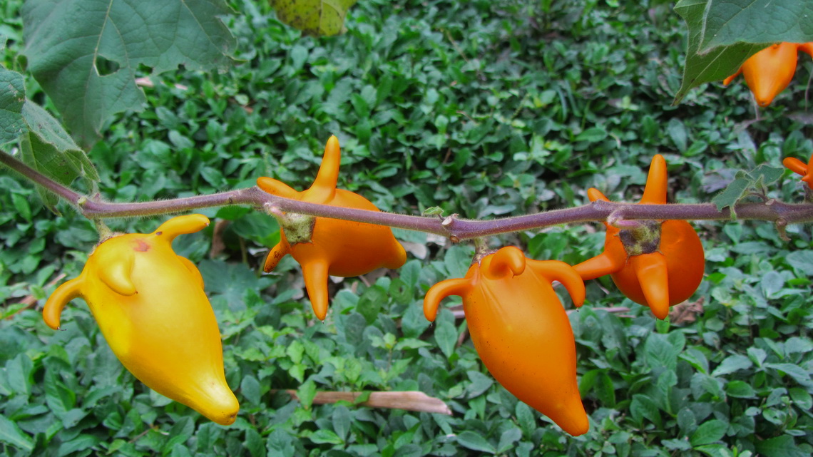 Fruits of the southern Amazon basin