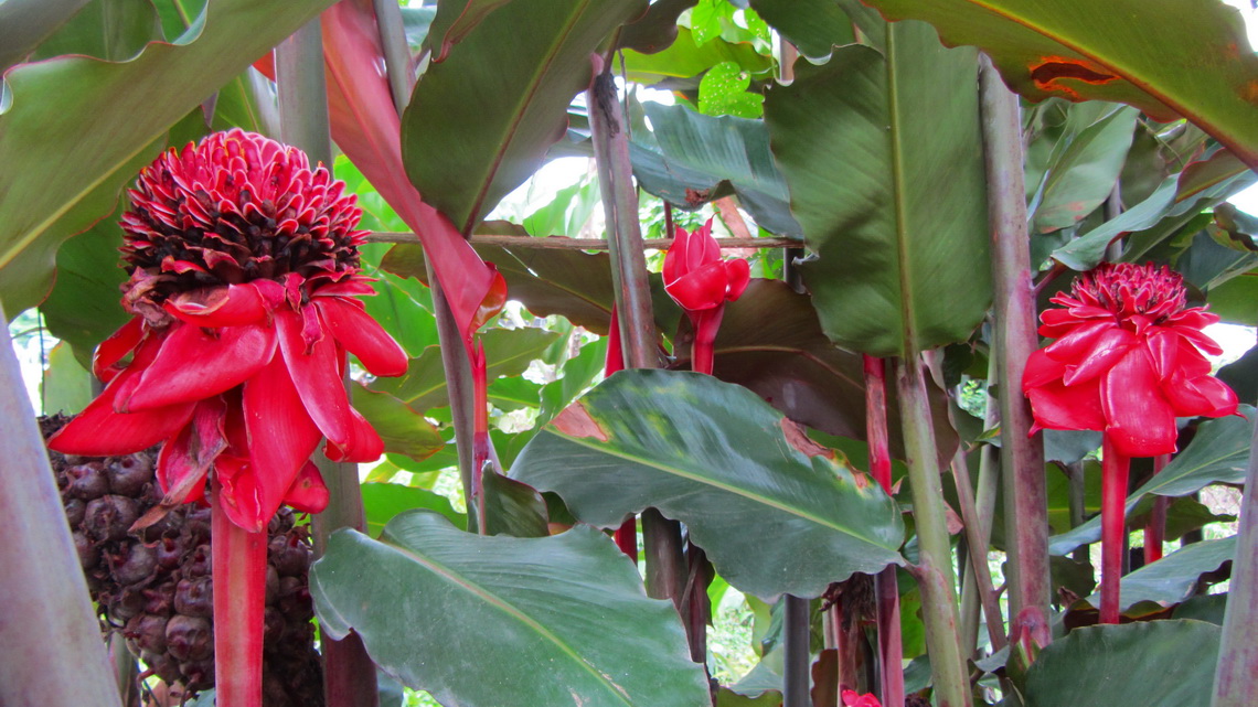 Flowers in Villa Tunari