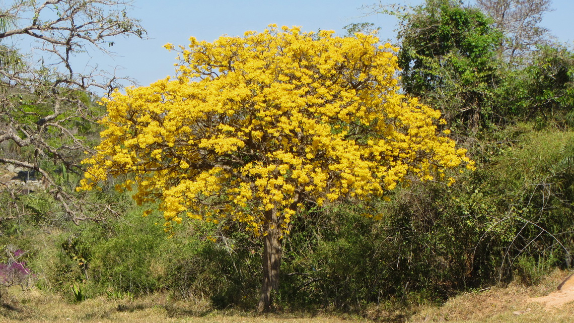 Tree with yellow flowers