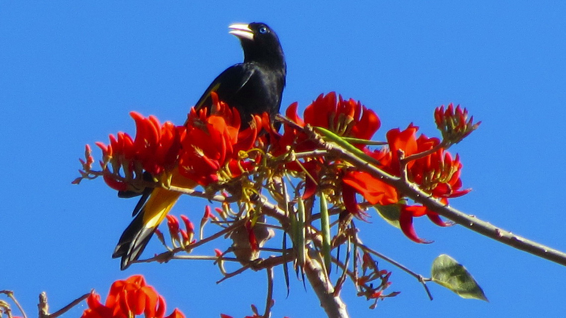 Tree with red flowers and bird